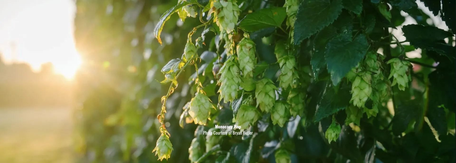 Monocacy Hop Image